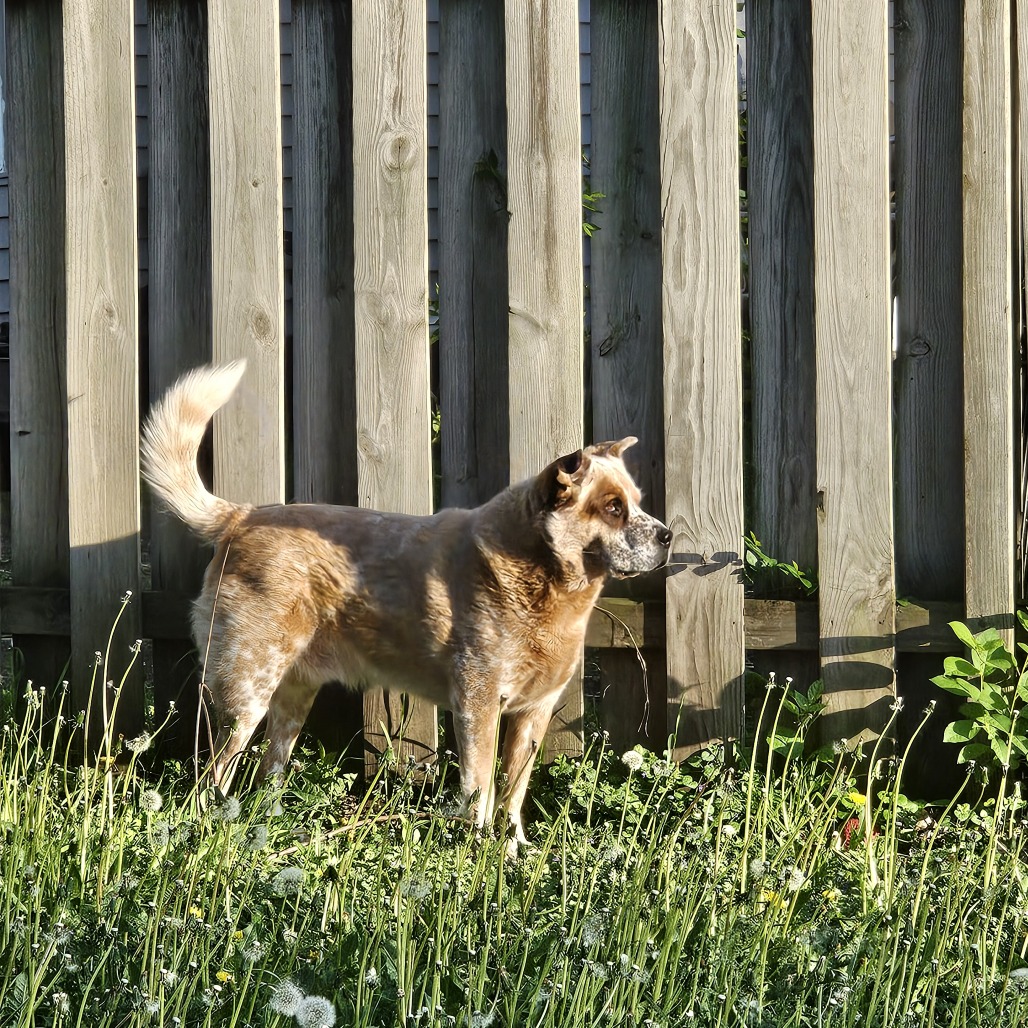Buddy D11099
