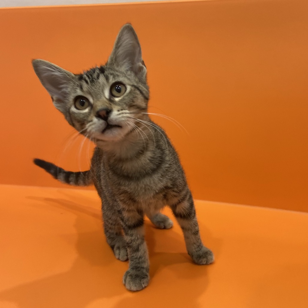 LOUIS - Domestic Shorthair available for adoption