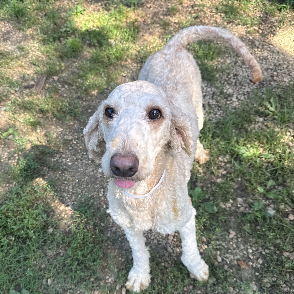 Mazy
