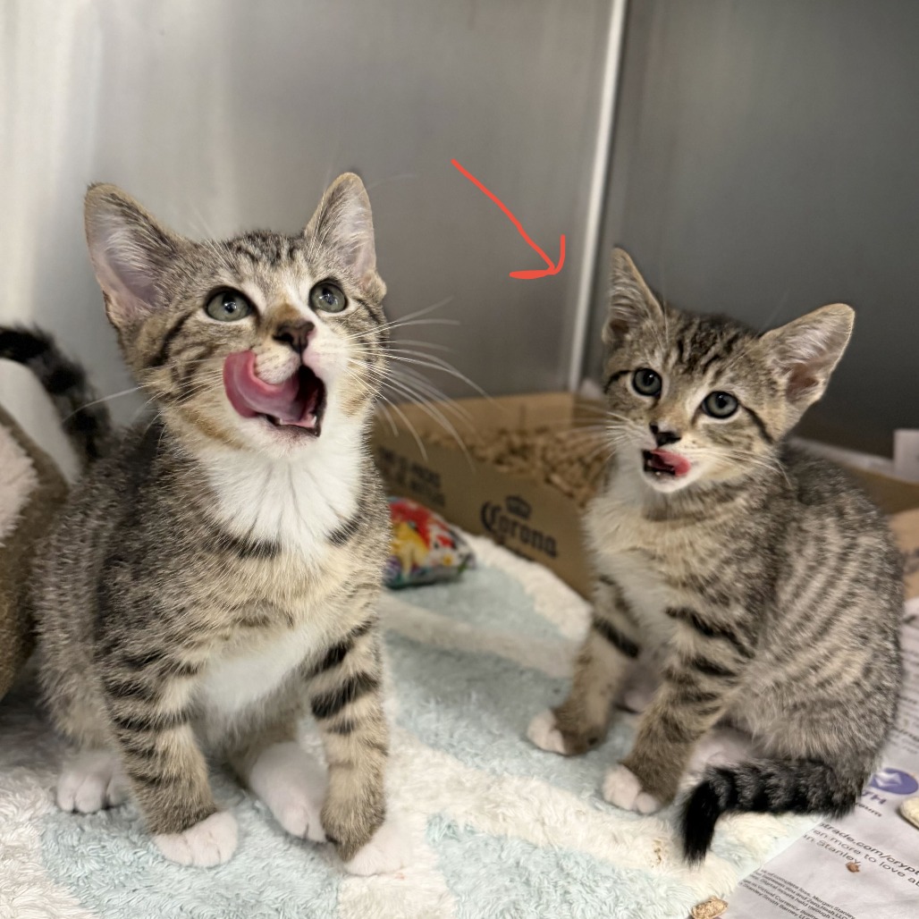 NINA (BONDED TO MILO) - Domestic Shorthair available for adoption