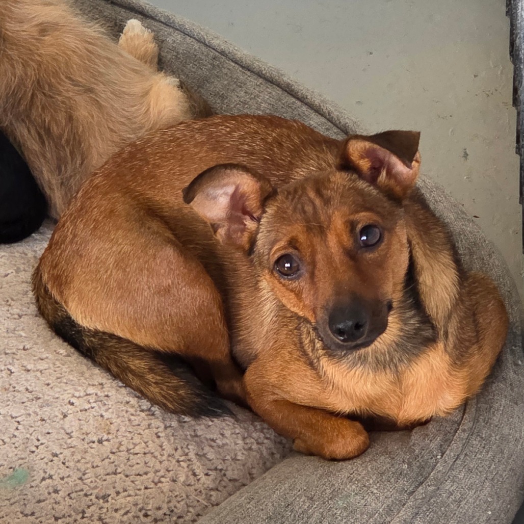 Biscotti — thumbnail 3