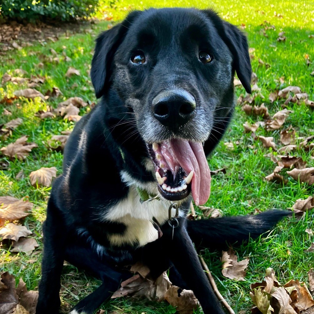 COOPER (IN FOSTER) - Shepherd / Collie available for adoption