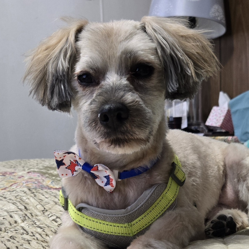 Romeo D10431, photo 2