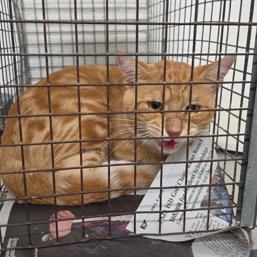 NICKY POO - Domestic Shorthair available for adoption