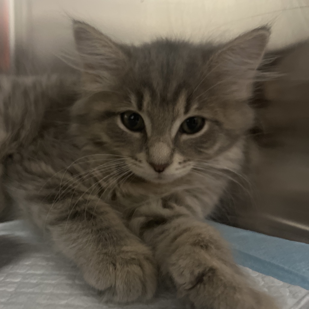 ETTA - Domestic Medium Hair available for adoption