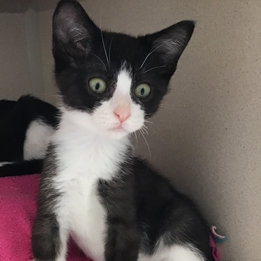 Roo (aqua collar) - Domestic Shorthair