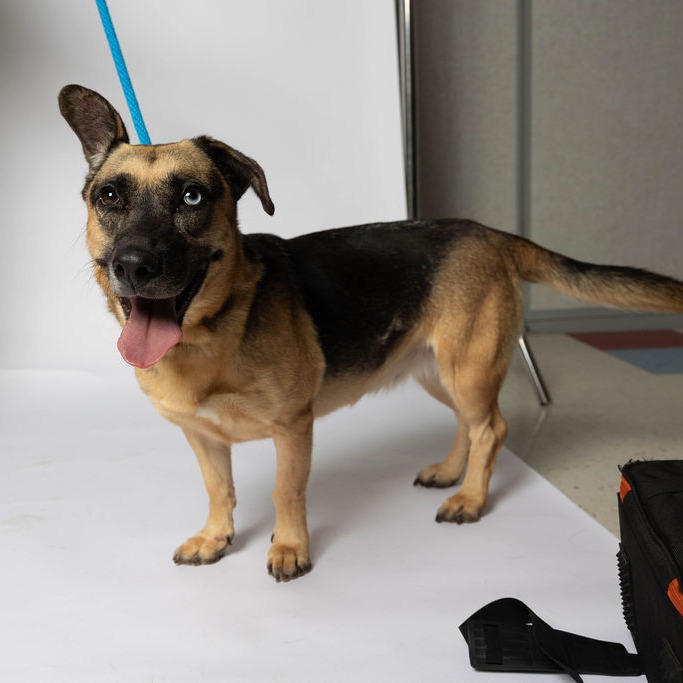 CHARMIN - Shepherd, German / Black Mouth Cur available for adoption