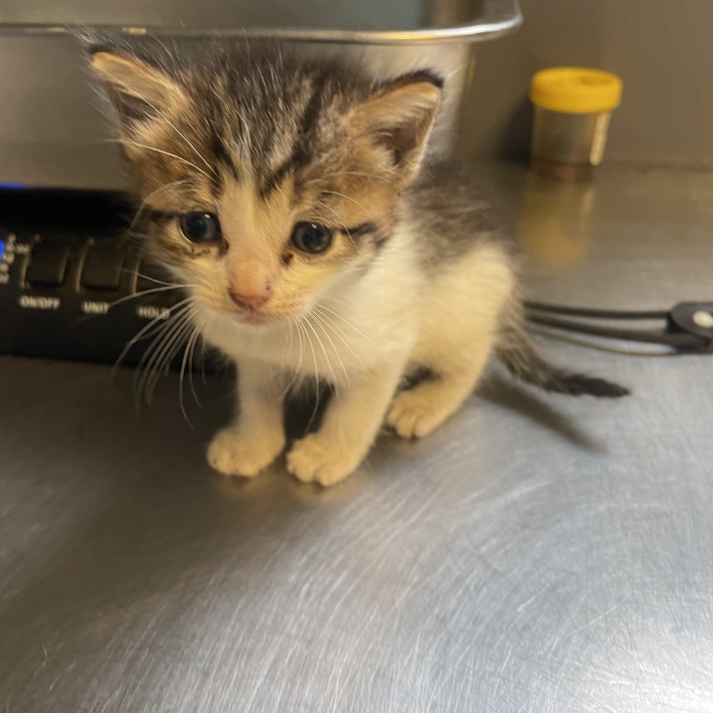 Tusc Stray 84808 2 3