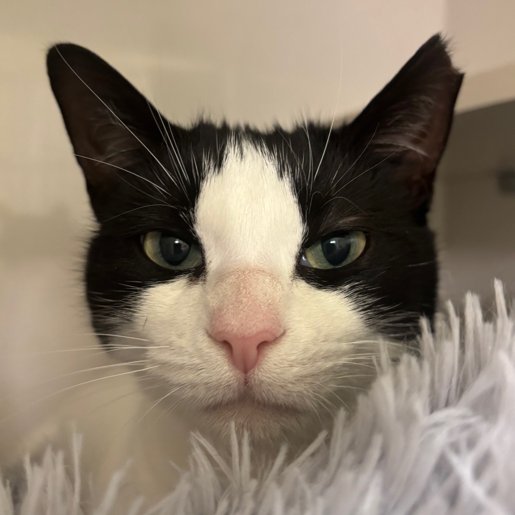 Vaquita - Domestic Shorthair