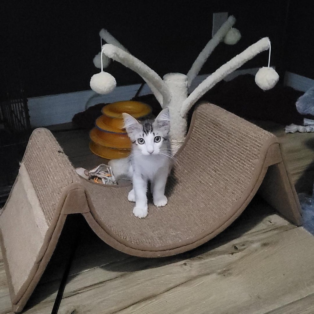 ROBERTA FLACK - Domestic Shorthair available for adoption