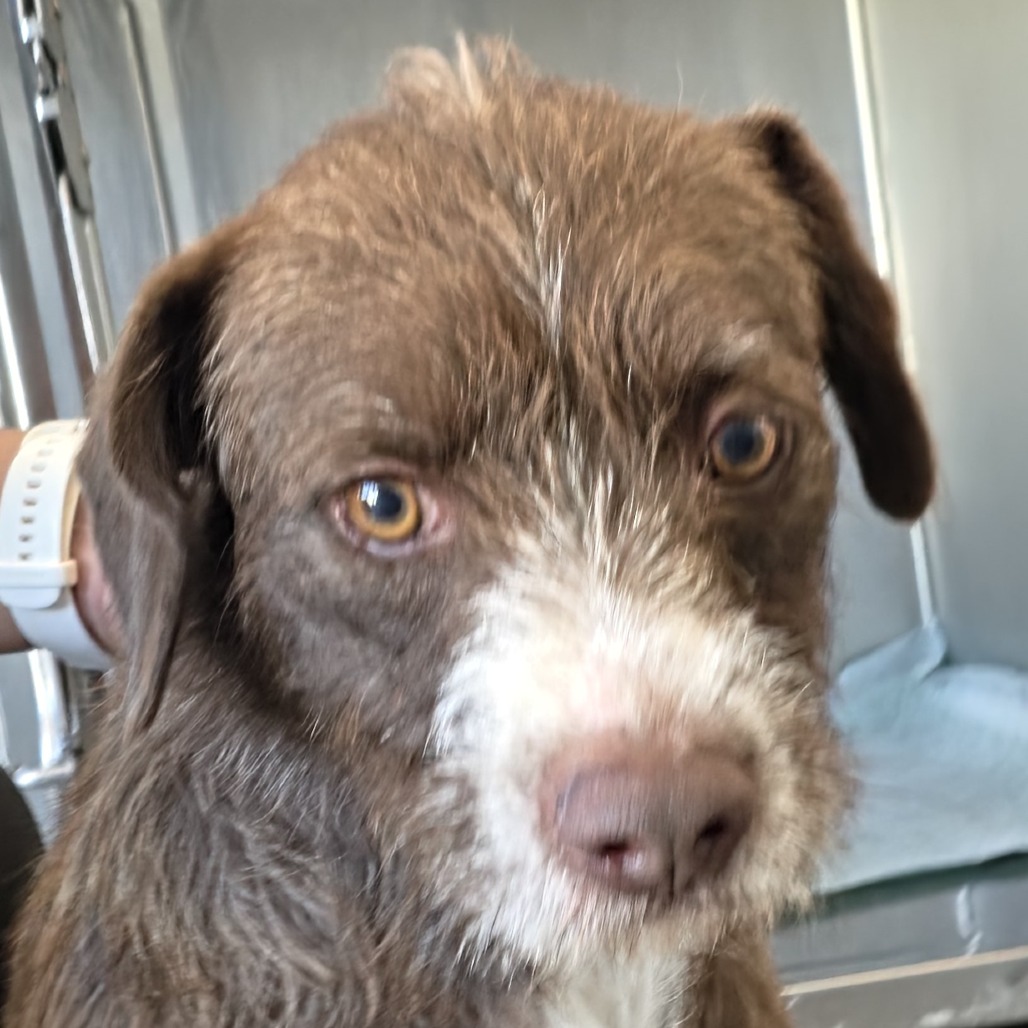Mixed Breed