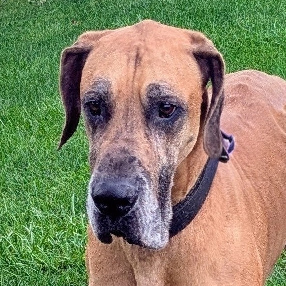 Sarge