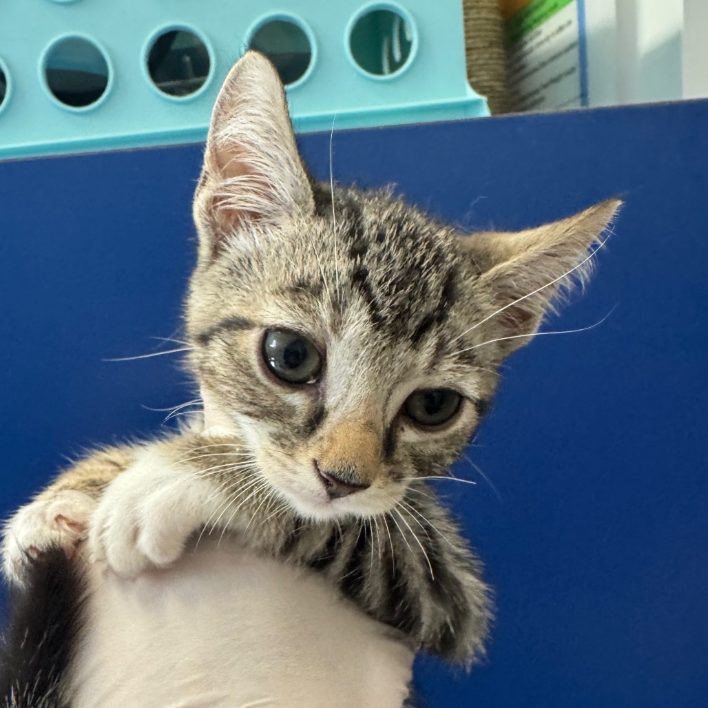 WATERCRESS - Domestic Shorthair available for adoption