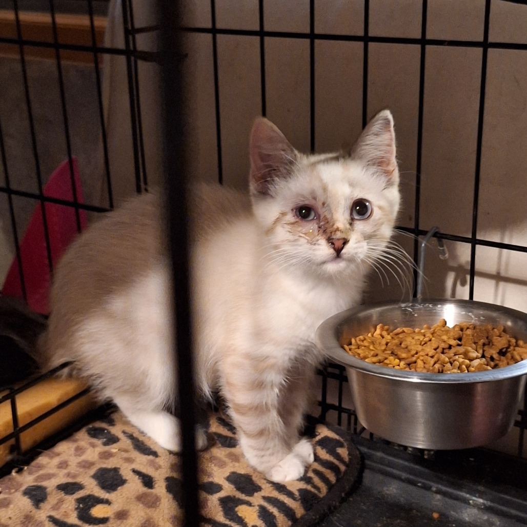JEAGER - Siamese available for adoption