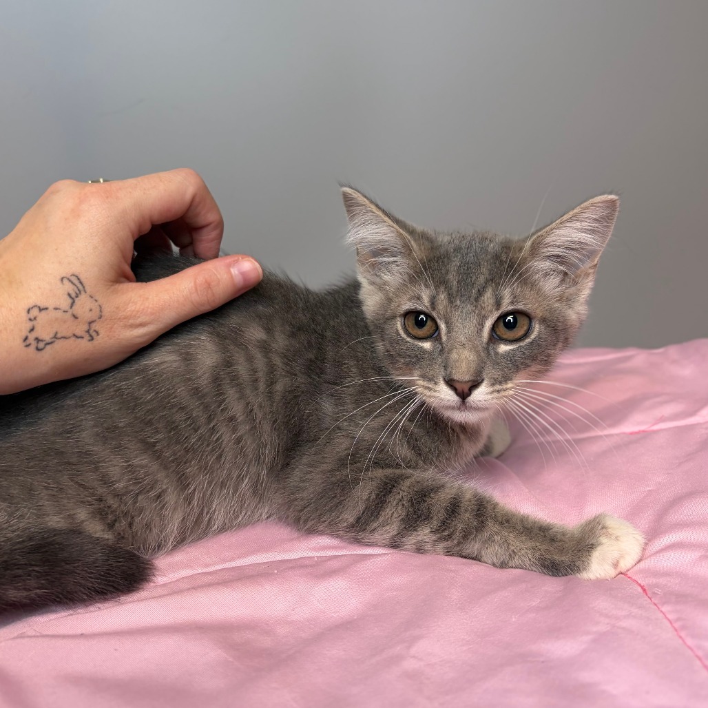 DUNE - Domestic Shorthair / Domestic Shorthair available for adoption