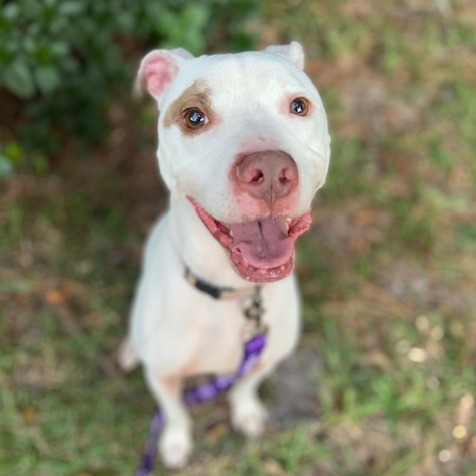 PEDRO - Mixed Breed (Medium) available for adoption