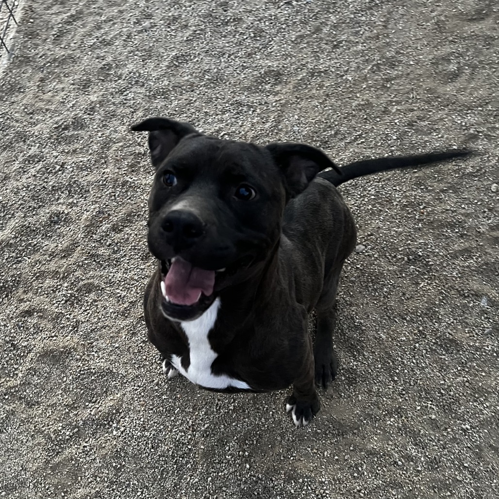 Oswald
