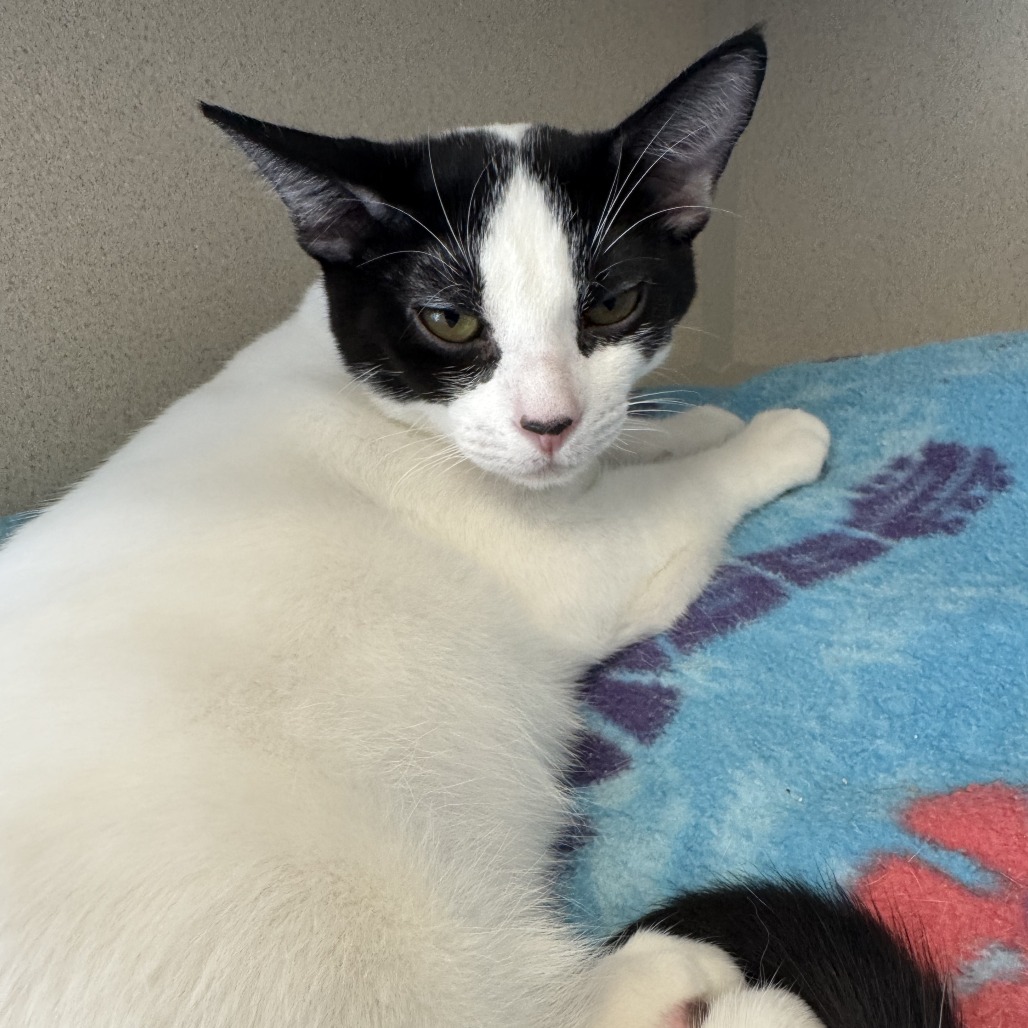 Simon - Domestic Shorthair