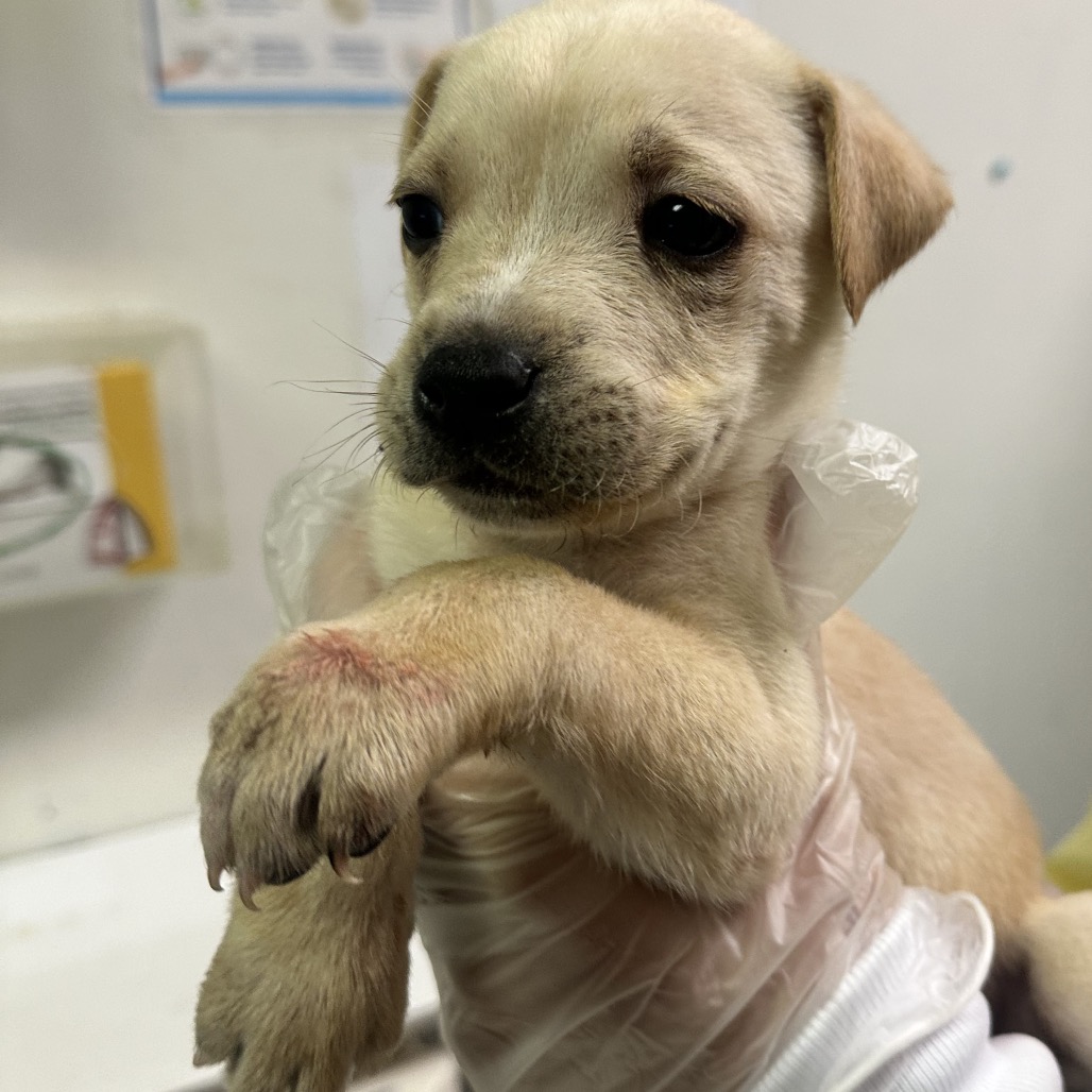 HISS — thumbnail 2