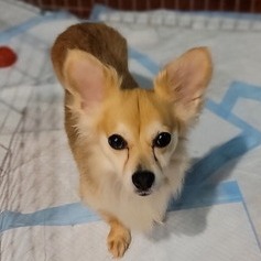 Animal named Ginger
