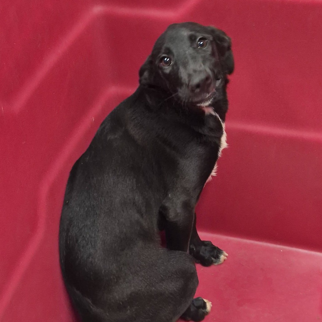 CLARINET - Schnauzer / Retriever, Labrador available for adoption