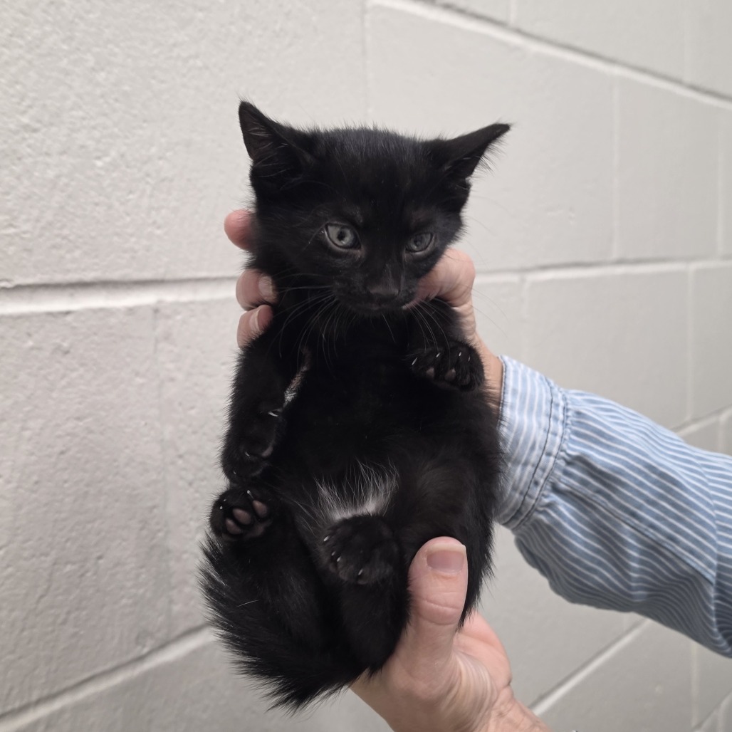 ALLISON - Domestic Shorthair available for adoption