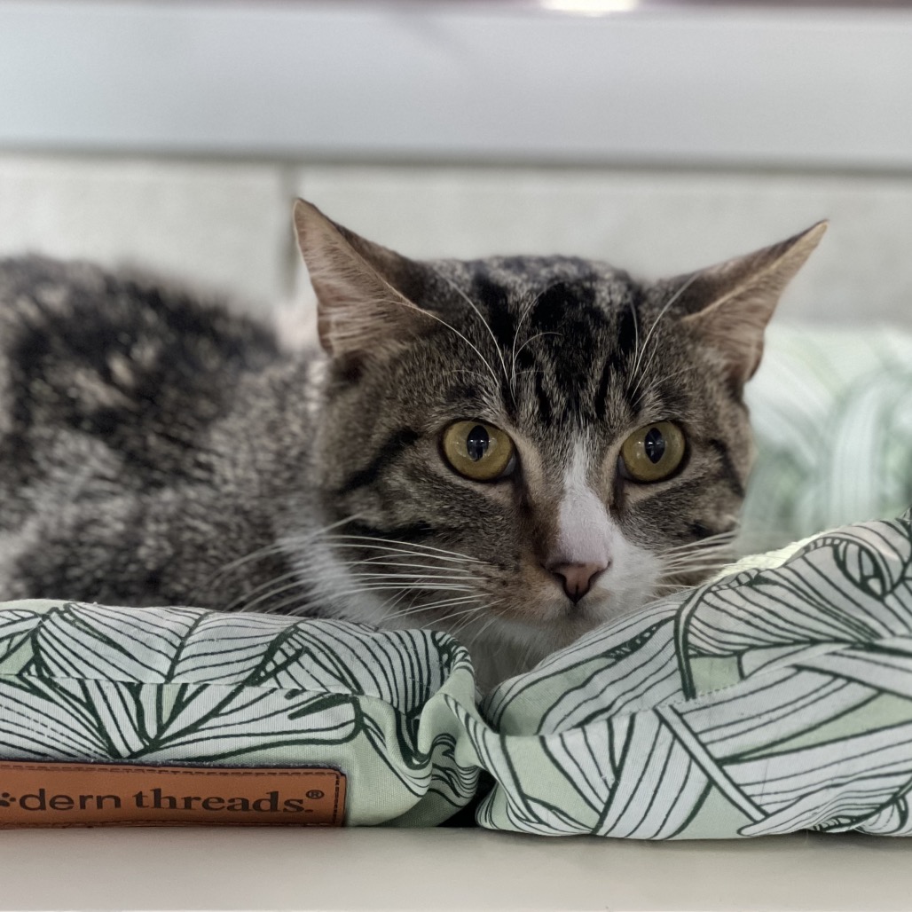 WHISKERS 662606 - Domestic Shorthair available for adoption