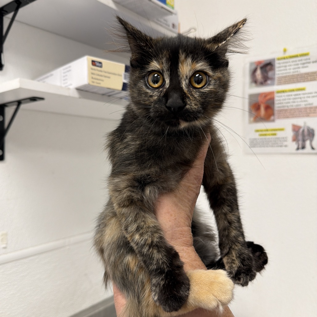 BLOOM - Domestic Medium Hair available for adoption