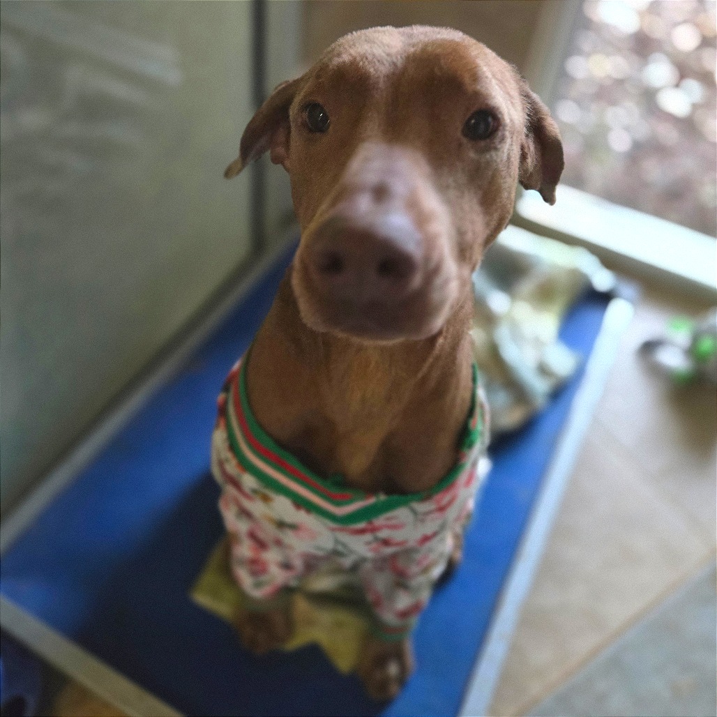 Carmelita — thumbnail 5