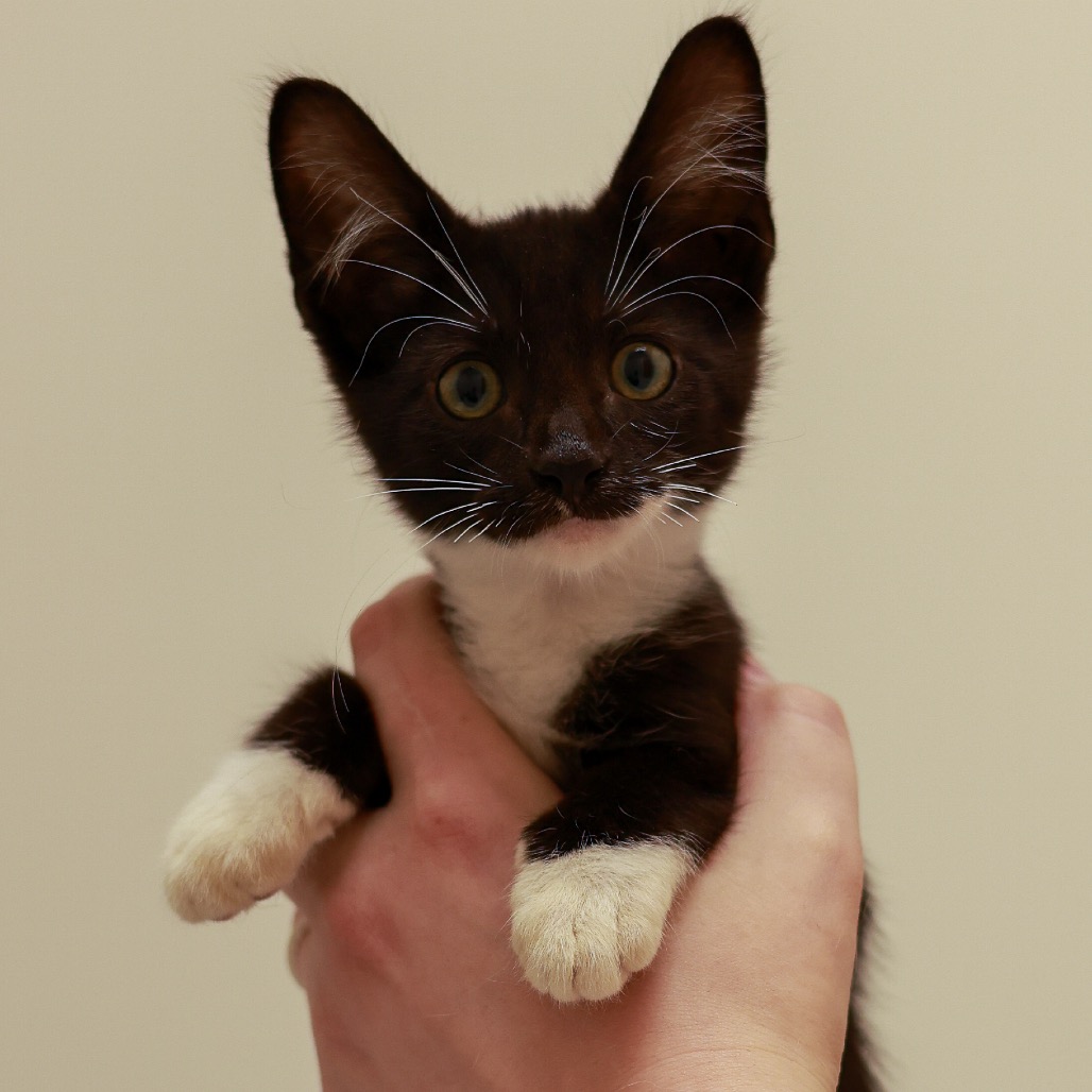 Frodo, photo 2
