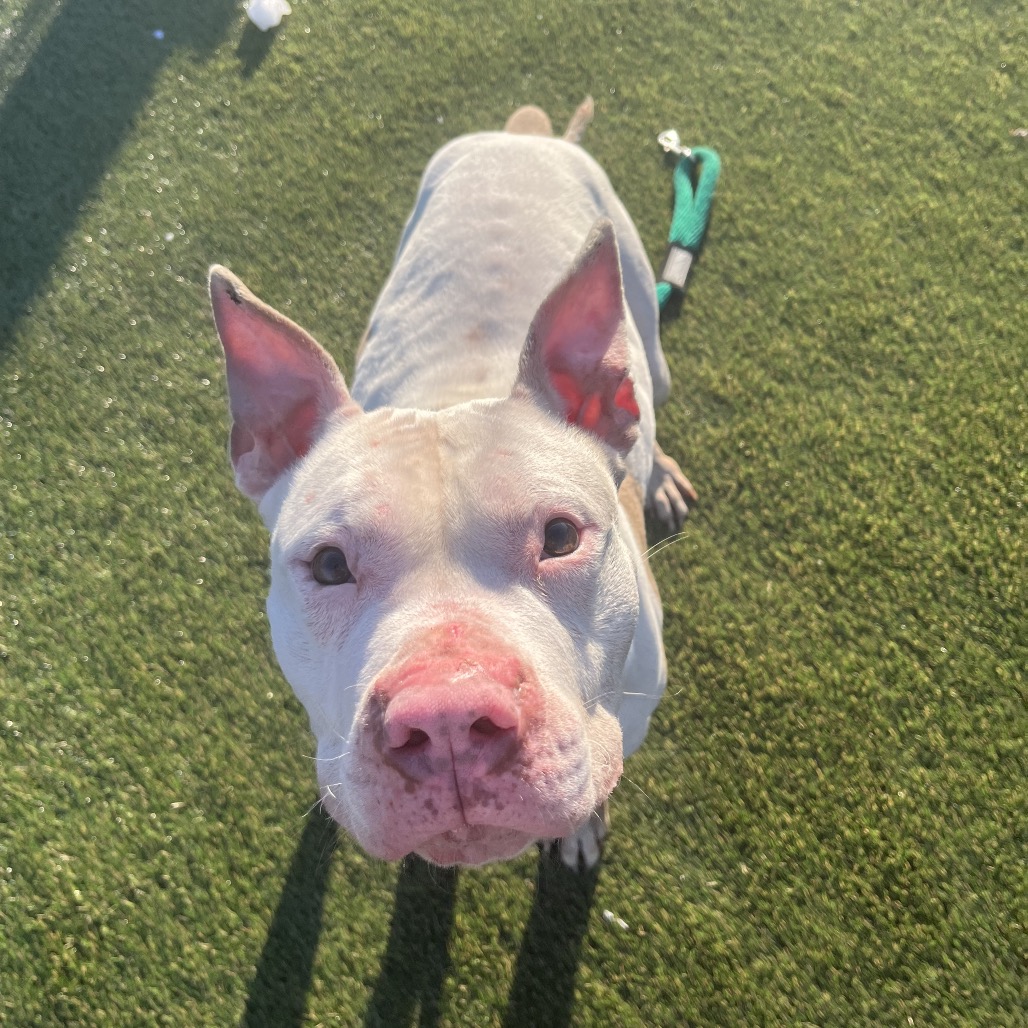 Charlie Chan — thumbnail 5