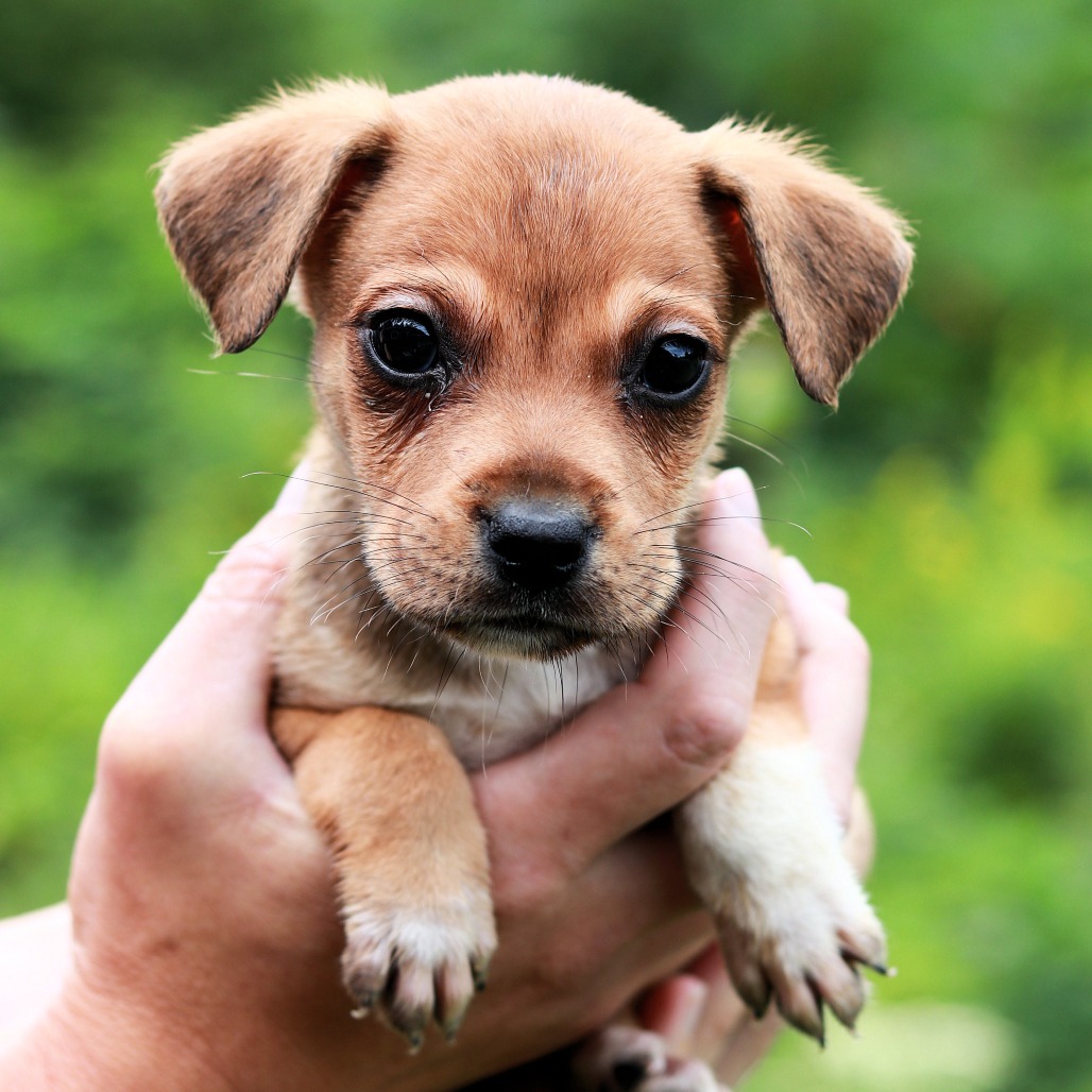 CT Shortbread avail Sep 12 (Petco- Enfield, CT)