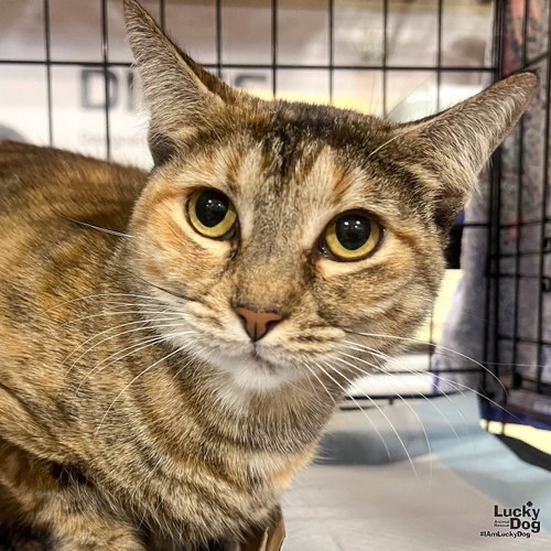 FERN - Domestic Shorthair / Mix available for adoption