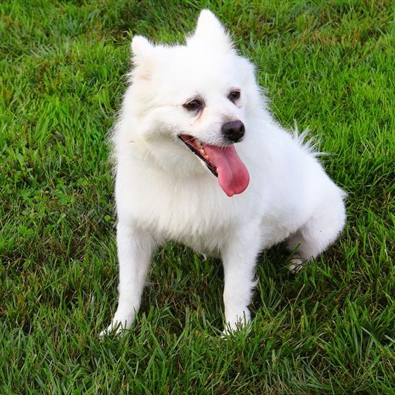 American Eskimo