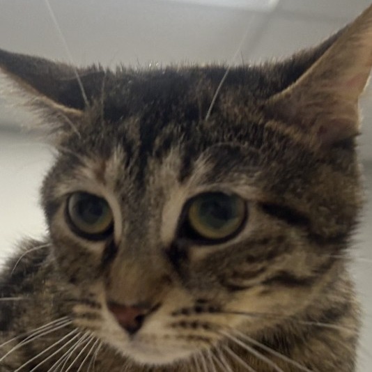 Lana — thumbnail 2