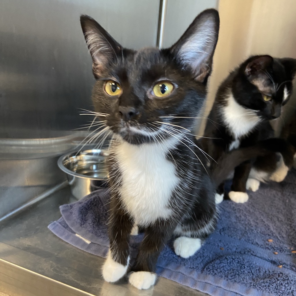 JUJU - Domestic Shorthair available for adoption