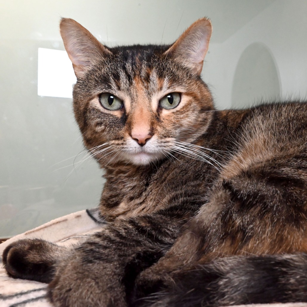 Adopt Sofia – Peggy Adams Animal Rescue