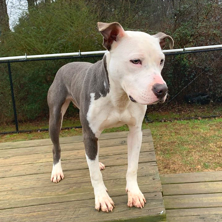 Pulled Pork Sammich — thumbnail 11