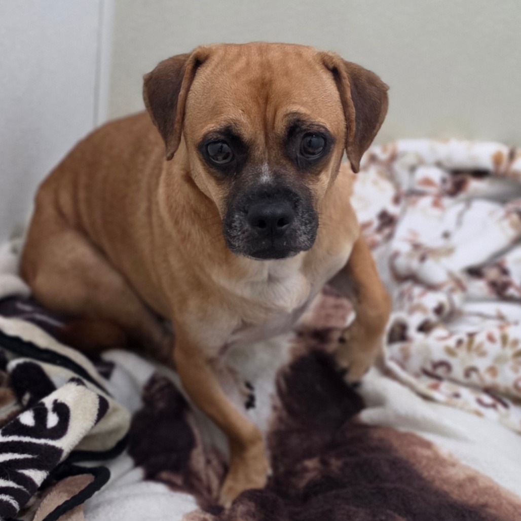 Beezlebub - Chino Hills Location, photo 4