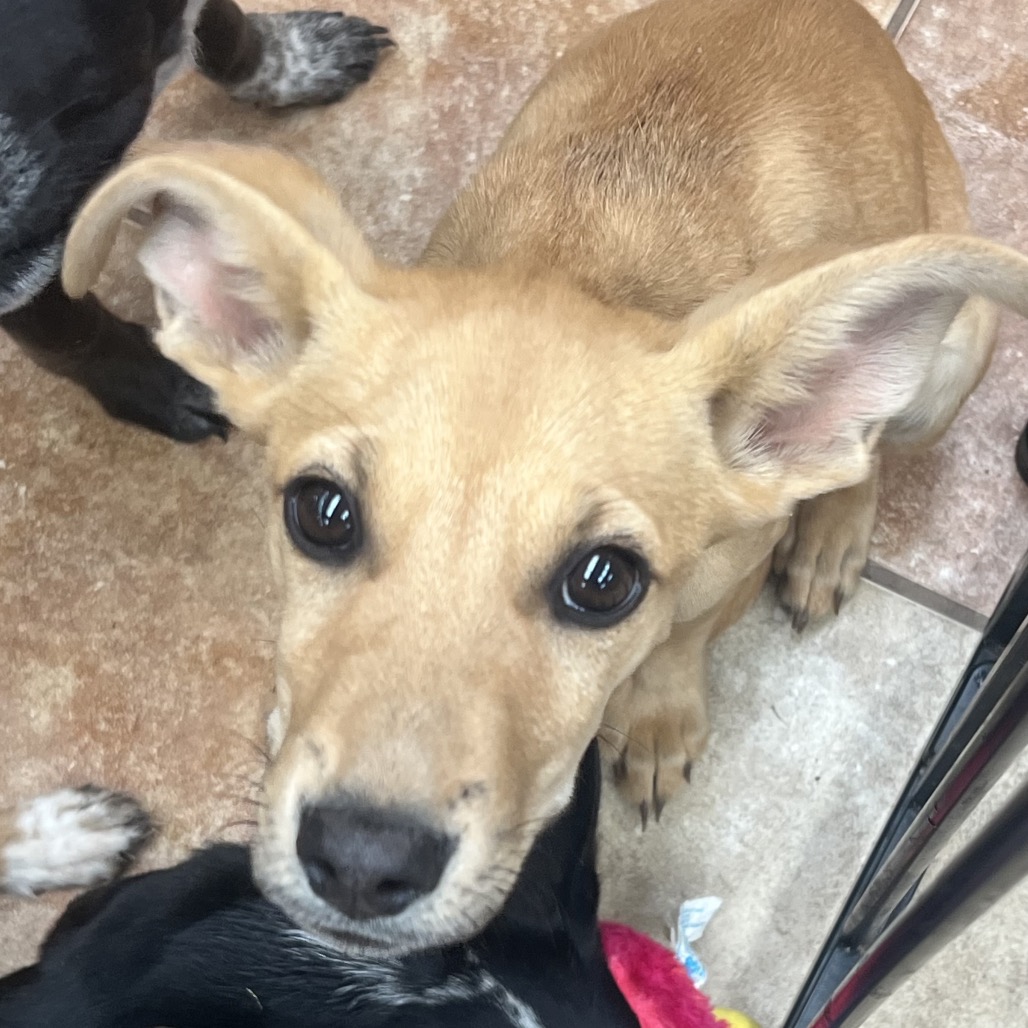 FWT LADY - Cattle Dog, Australian (Red Heeler) / Terrier, Pit Bull for adoption in Midland
