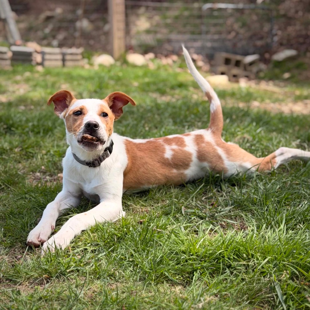 CT Snapdragon avail May 2