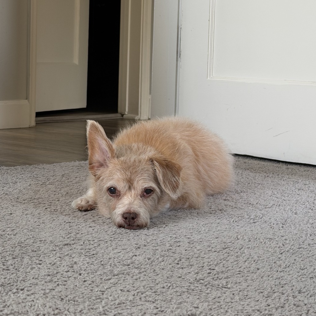 Izzy, photo 12