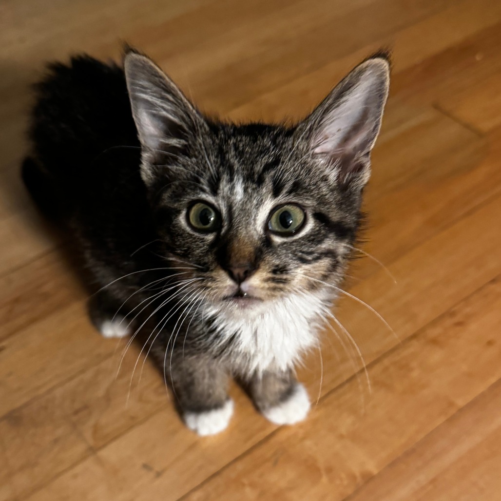 Photo of Splish