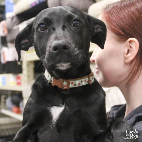 ROO - Retriever, Labrador / Mix available for adoption