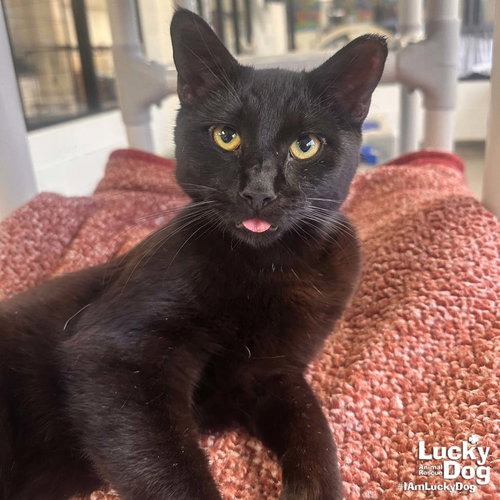 BEAR - Domestic Shorthair available for adoption