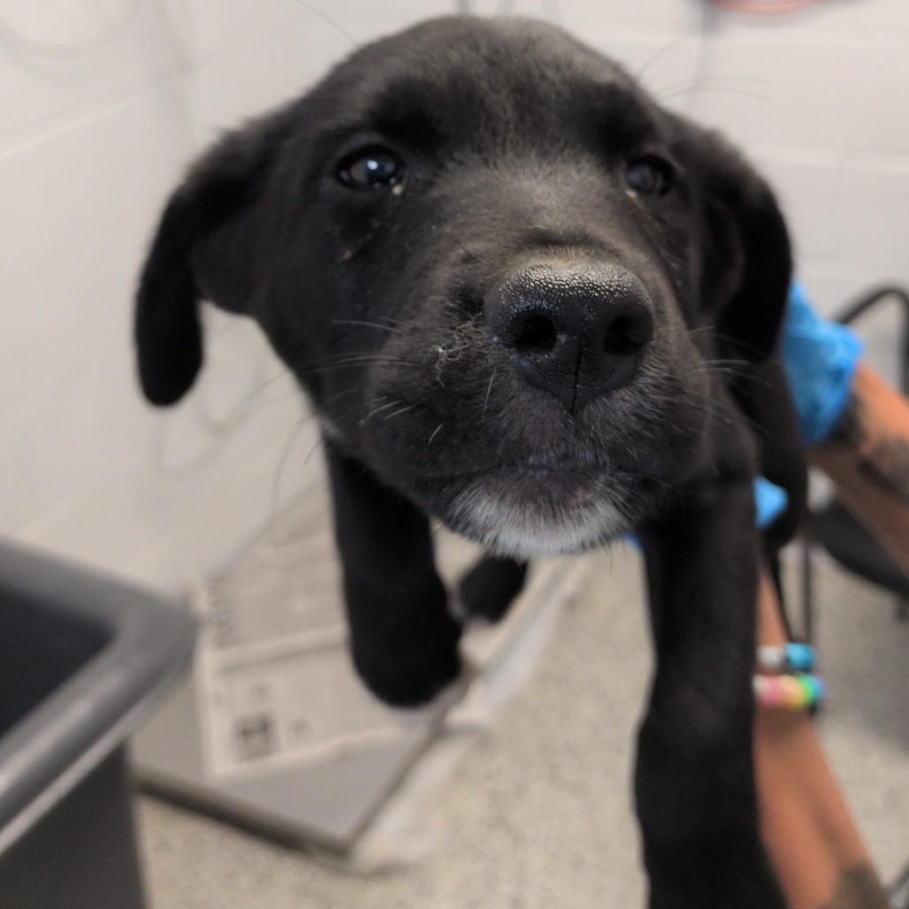 APPLE JACKS - Retriever, Labrador / Collie available for adoption