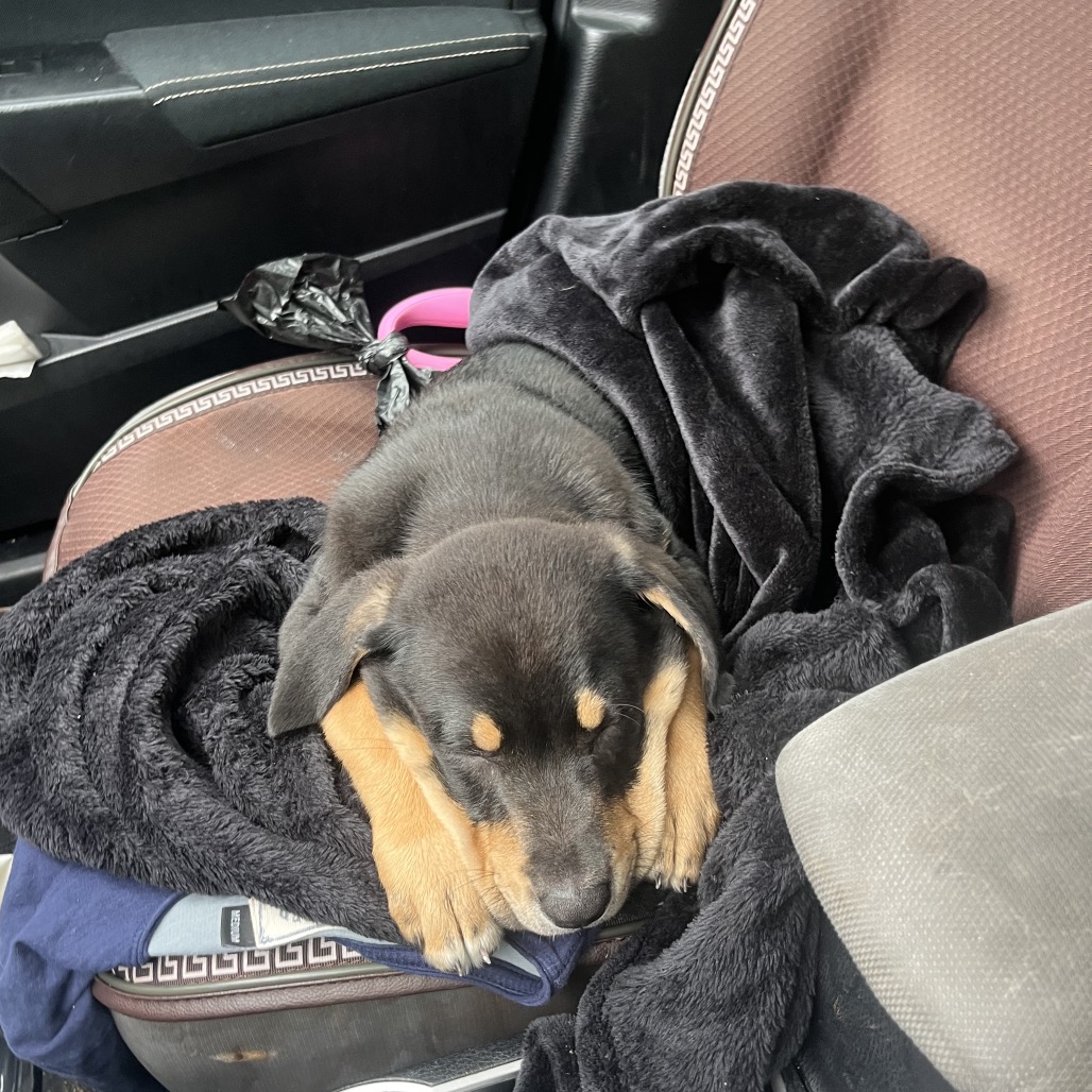 CORNELIUS - Pinscher, Doberman / Mixed Breed (Medium) available for adoption