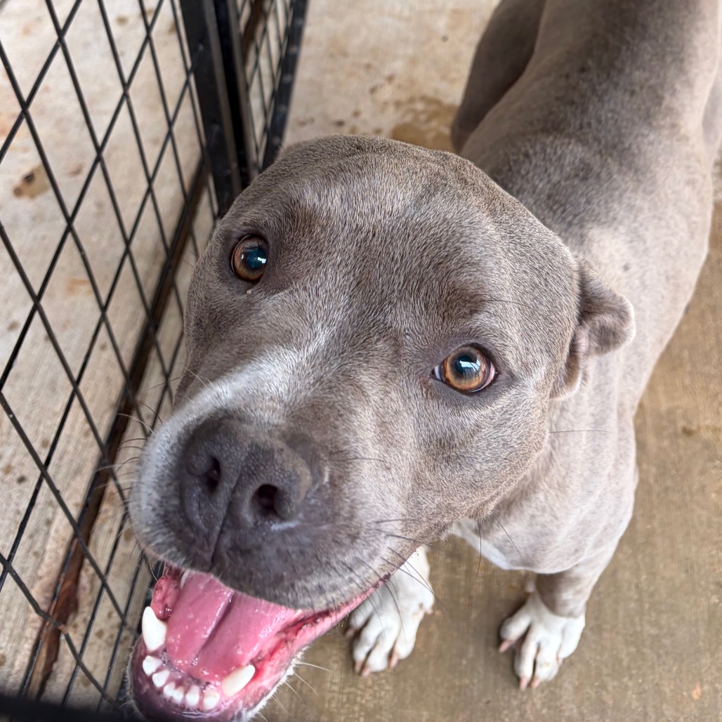 Sparky, an adoptable dog at SPCA-BC