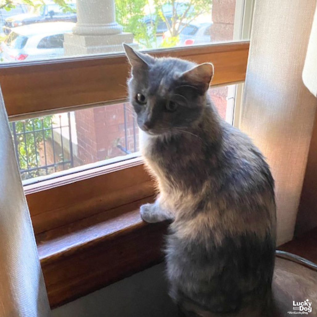 JOAN - Domestic Shorthair available for adoption