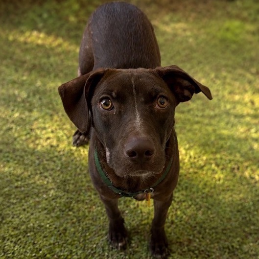 ASIA - Retriever / Chocolate Labrador for adoption in San Antonio